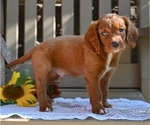 Small #2 Cavapoo