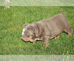 Small Photo #18 English Bulldog Puppy For Sale in HAGERSTOWN, MD, USA