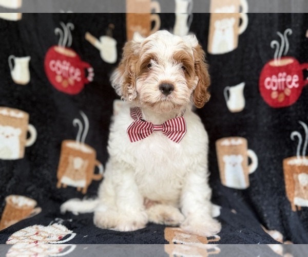 Medium Photo #3 Goldendoodle (Miniature) Puppy For Sale in LAKELAND, FL, USA