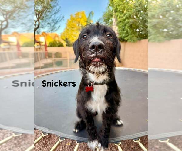 Medium Photo #2 Labrador Retriever-Unknown Mix Puppy For Sale in Cave Creek, AZ, USA