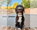 Small #1 Labrador Retriever Mix