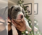 Puppy Dodger American Pit Bull Terrier