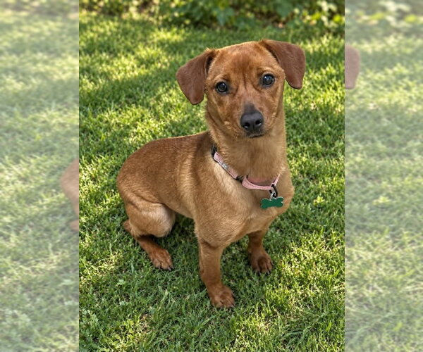 Medium Photo #3 Mutt Puppy For Sale in Springdale, PA, USA