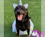 Small #11 Labrador Retriever Mix