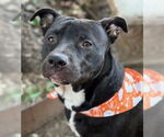 Small #2 American Pit Bull Terrier