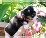 Puppy Pink Miniature Australian Shepherd