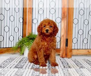 Goldendoodle Puppy for sale in NAPLES, FL, USA