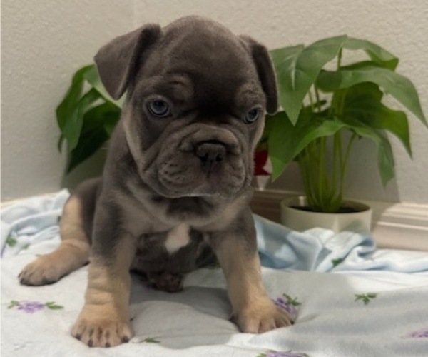 Medium Photo #12 French Bulldog Puppy For Sale in TAMPA, FL, USA