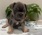Small Photo #12 French Bulldog Puppy For Sale in TAMPA, FL, USA