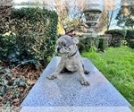 Small Photo #162 French Bulldog Puppy For Sale in HAYWARD, CA, USA