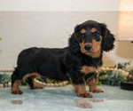 Small #2 Dachshund