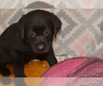 Small #1 Labrador Retriever