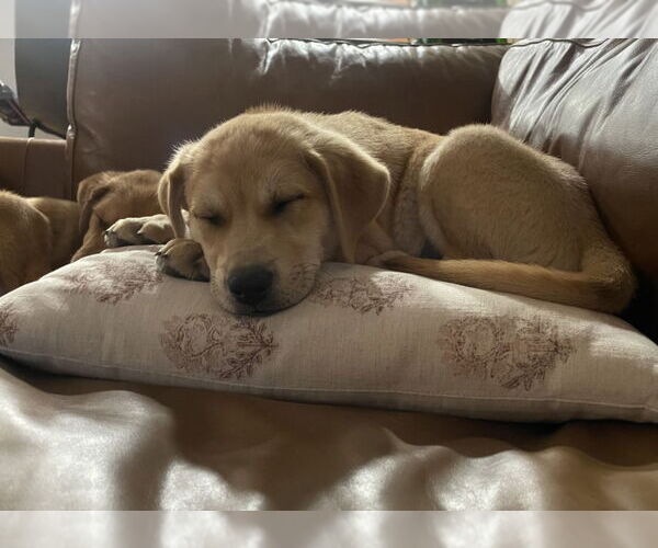 Medium Photo #2 Mutt Puppy For Sale in Laramie, WY, USA
