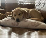 Small #1 Mutt