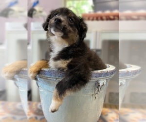 Australian Shepherd Puppy for sale in ADAMSVILLE, TN, USA