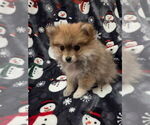 Small #4 Pomeranian