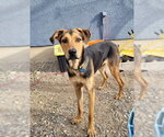 Bentley - Male Mutt Dog for Adoption - Small photo