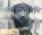 Small Photo #8 German Shepherd Dog Puppy For Sale in RUFFIN, SC, USA