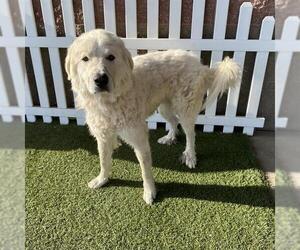 Great Pyrenees Dogs for adoption in Modesto, CA, USA