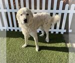 Small Great Pyrenees
