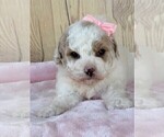 Small #5 Maltipoo