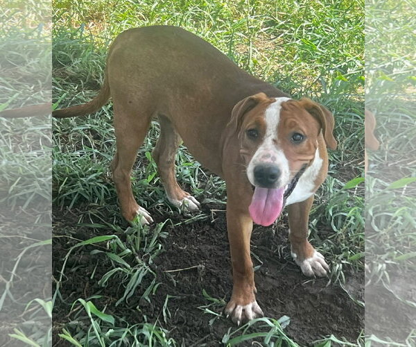 Medium Photo #1 Mutt Puppy For Sale in Pryor, OK, USA