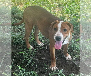 Mutt Dogs for adoption in Pryor, OK, USA