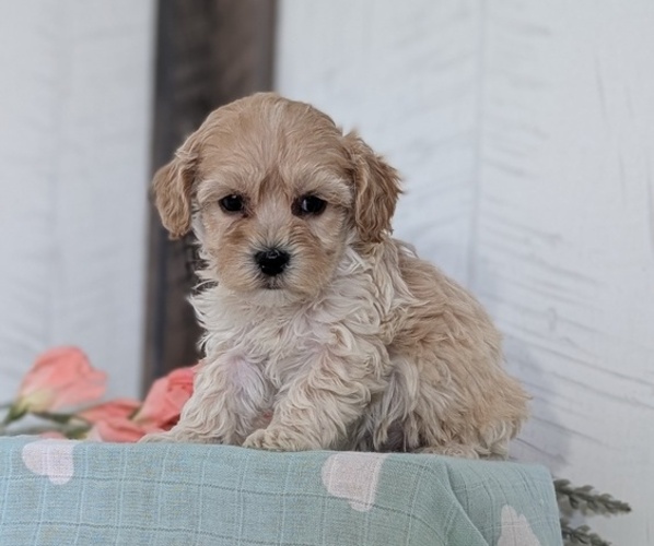Medium Photo #13 Cockapoo (Toy) Puppy For Sale in GOSHEN, IN, USA