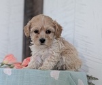 Small Photo #13 Cockapoo (Toy) Puppy For Sale in GOSHEN, IN, USA