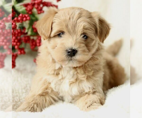 Medium Photo #1 Havapoo Puppy For Sale in LEOLA, PA, USA