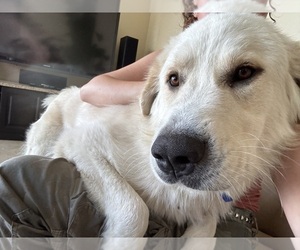 Father of the Great Pyrenees puppies born on 03/11/2025