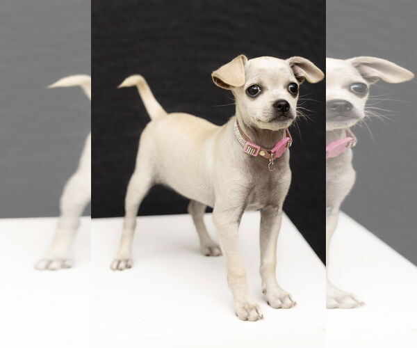 Medium Photo #4 Chihuahua-Unknown Mix Puppy For Sale in Oakley , CA, USA