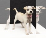 Small #3 Chihuahua Mix