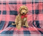 Small #7 Poodle (Miniature)