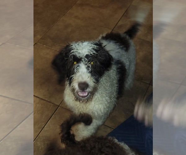Medium Photo #1 Portuguese Water Dog Puppy For Sale in FOWLERVILLE, MI, USA