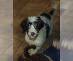 Small Photo #1 Portuguese Water Dog Puppy For Sale in FOWLERVILLE, MI, USA