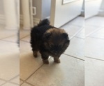 Small #1 Pomeranian