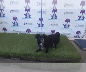 Pomeranian-Unknown Mix Dogs for adoption in Orlando, FL, USA