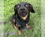 Small #2 Dachshund Mix