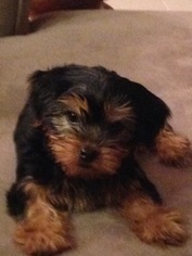 Yorkshire Terrier Puppy for sale in PONTE VEDRA, FL, USA