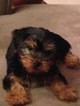 Small Photo #1 Yorkshire Terrier Puppy For Sale in PONTE VEDRA, FL, USA