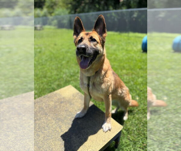 Medium Photo #2 German Shepherd Dog Puppy For Sale in Virginia Beach, VA, USA