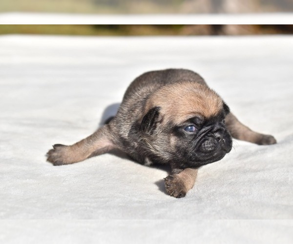 Medium Photo #5 Pug Puppy For Sale in PALM COAST, FL, USA