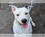 Small #3 American Pit Bull Terrier-Labrador Retriever Mix