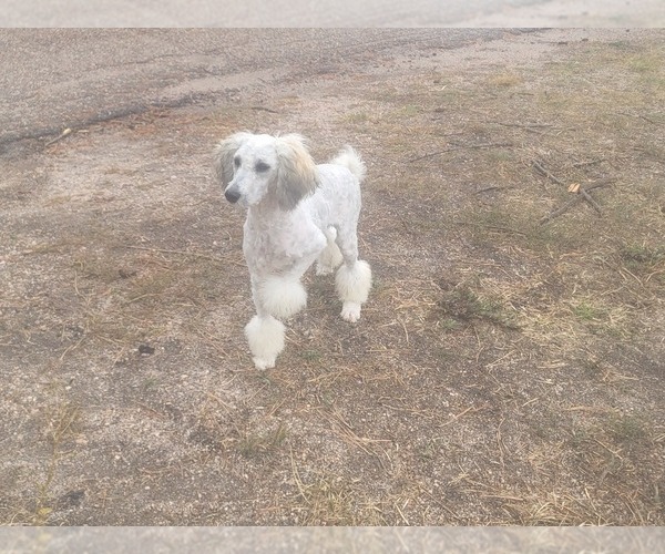 Medium Photo #1 Poodle (Toy) Puppy For Sale in COLORADO SPRINGS, CO, USA