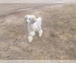 Small Photo #1 Poodle (Toy) Puppy For Sale in COLORADO SPRINGS, CO, USA