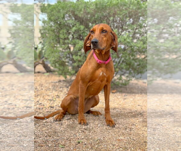 Medium Photo #2 Redbone Coonhound Puppy For Sale in PIPE CREEK, TX, USA