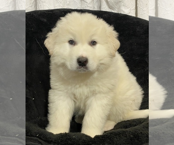 Medium Photo #1 Great Pyrenees Puppy For Sale in CANOGA, NY, USA