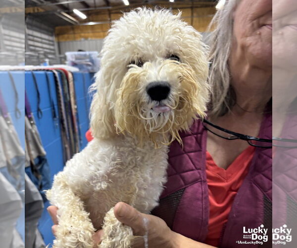 Medium Photo #2 Mutt Puppy For Sale in Washington, DC, USA