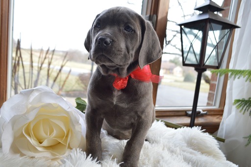 Medium Photo #1 Cane Corso Puppy For Sale in HONEY BROOK, PA, USA
